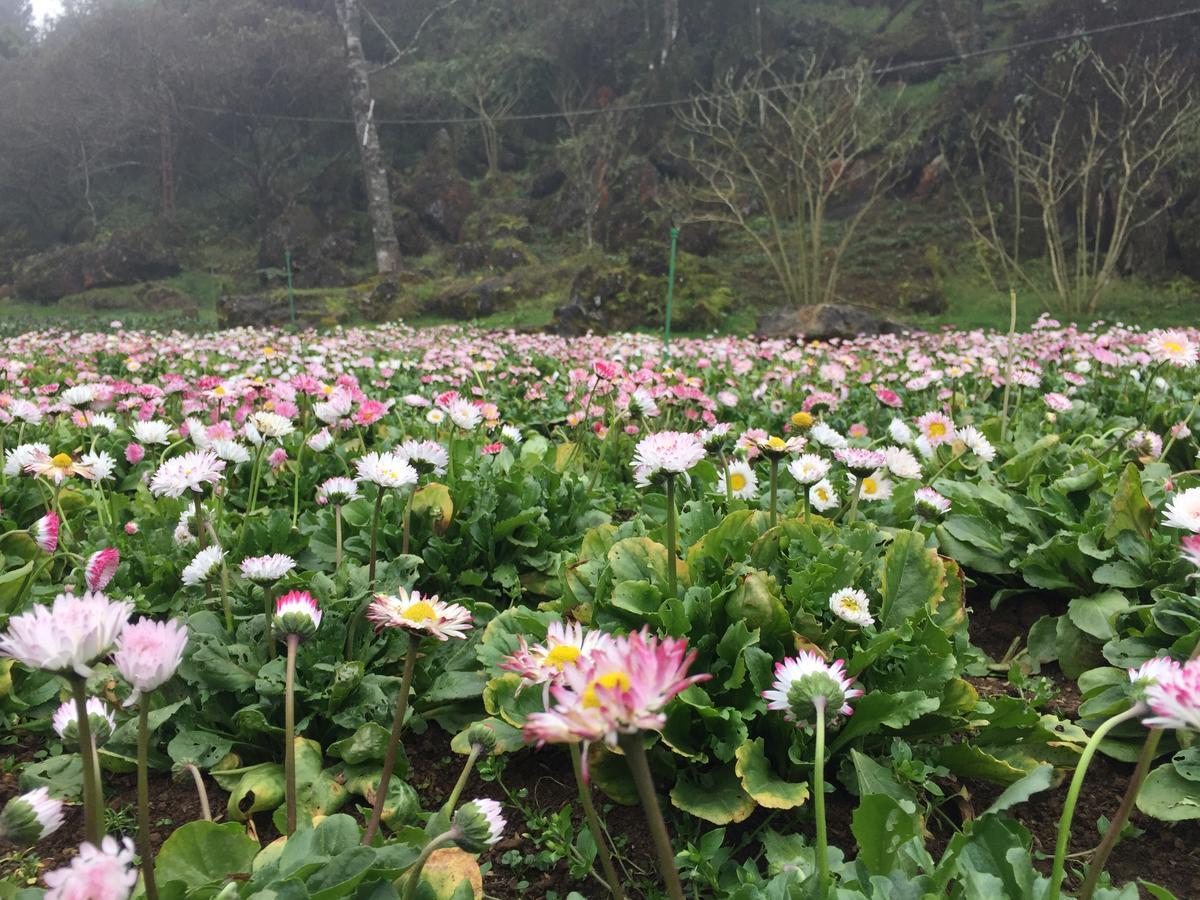 Freedom Homestay & Trekking Sapa Εξωτερικό φωτογραφία